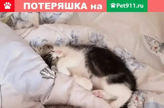 Пропал кот Барсик на ул. Ушакова (Саров)
