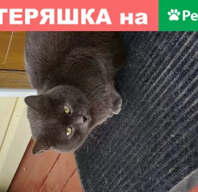 Найдена кошка в Тверской области, Россия