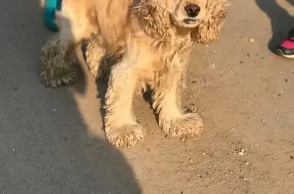 Найден щенок кокер спаниель в Юрлово