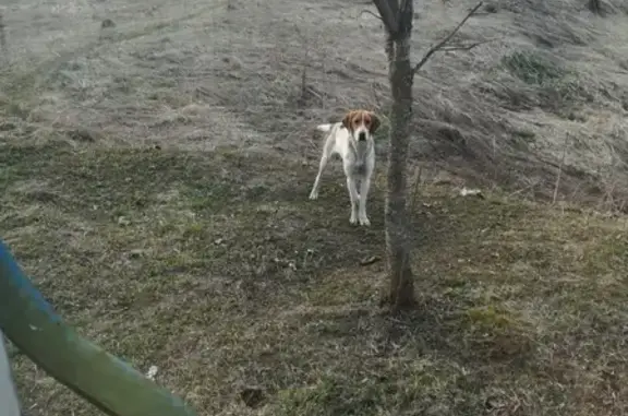 Собака найдена в Тургиново, нужна помощь!