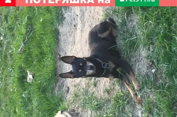 Собака Той-терьер найдена в Подольске, Московская область.