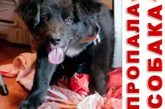 Собаки потеряшки, Улан-Удэ, фото: Потеряшка собака на ул. Автотранспортная, г. Улан-Удэ!