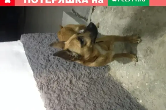 Найдена рыжая собака с ошейником в Екатеринбурге, Втузгородок, Курьинский переулок, 7
