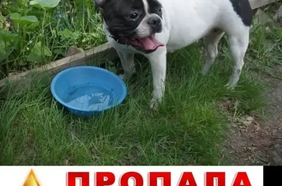 Пропала собака Лулу в дачном поселке Оренбурга