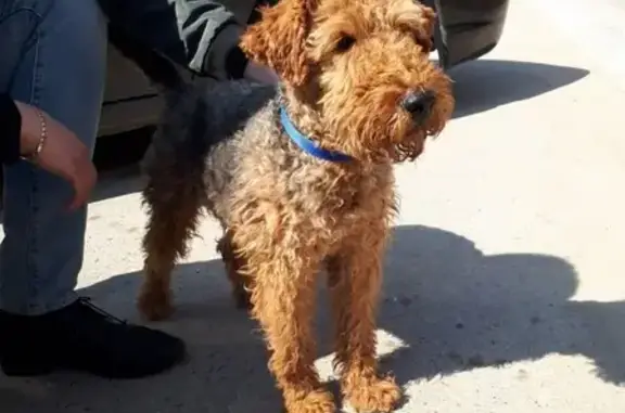 Собака найдена в Ульяновске