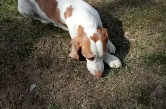 Найдена бело-рыжая собака без ошейника в Орехово-Зуево