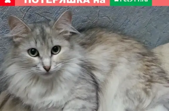 Потерянные животные Ярославль, фото: Пропала кошка на ул. Угличская 48, кличка Пуся, 11 лет.