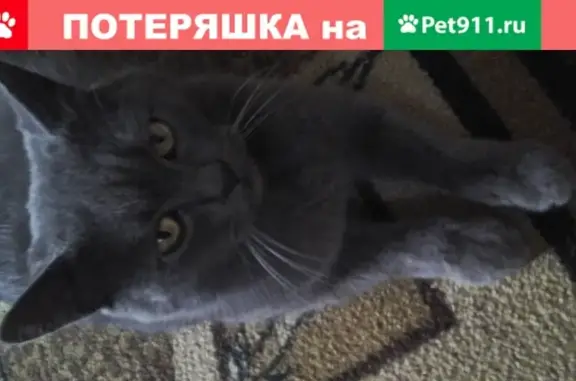 Пропал кот в Гродно, Переселка (21 апреля)