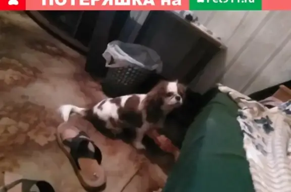 Пропала собака в Боровичах, порода Купер Чарльз Спаниель, отзывается на Лада.