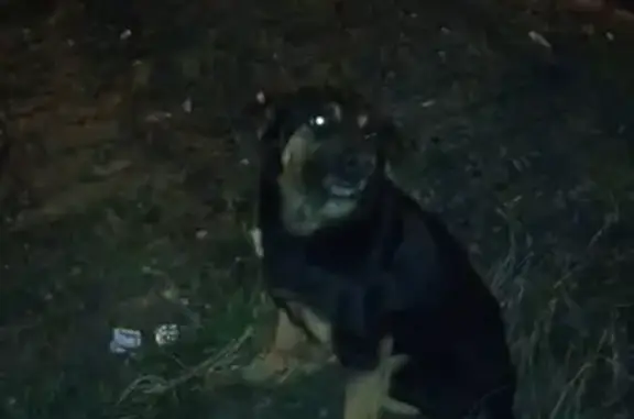 Найдена собака в коттеджном поселке Благодать, Москва