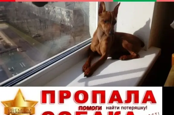 Пропала собака в Воронеже, Советский переулок