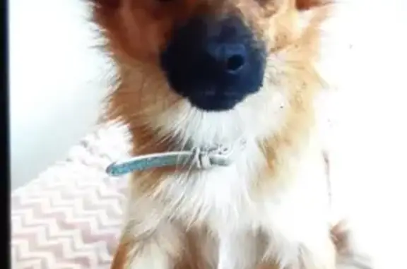 Пропала собака Метис в Ленинском районе, Новосибирск