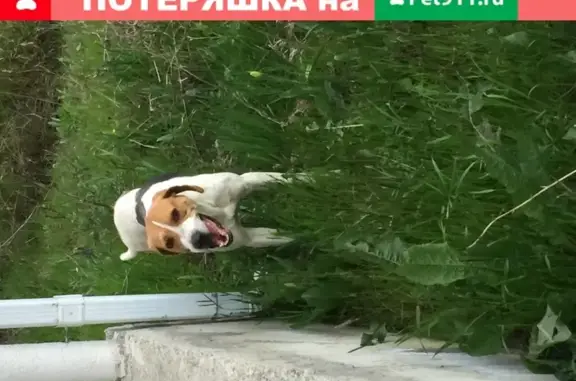 Собака в Юге Новороссийска нуждается в помощи