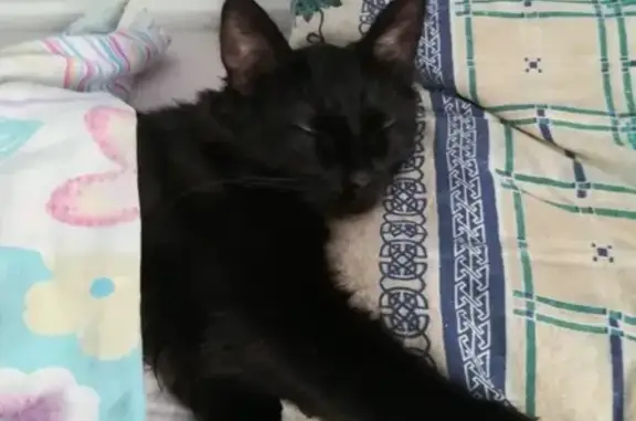 Кошки потеряшки, Ярославль, фото: Потеряшка кошка в деревне Малые Жарки, Ярославская обл.