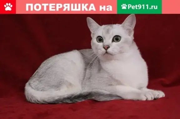 Пропала кошка Барсик в поселке Смышляевка, Самарская область.