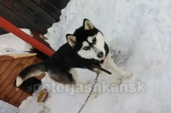 Пропала собака на улице Серафимовича в Новосибирске