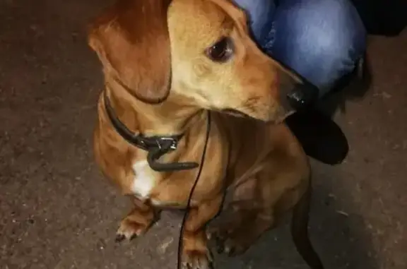 Собака найдена на улице Ленинградская