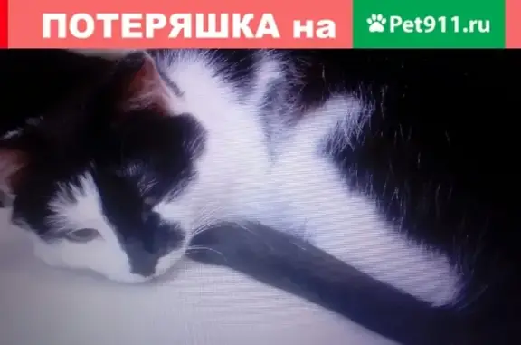 Пропала кошка на ул. Пушкина, 32 в Белорецке #пропала_кошка