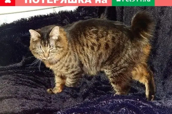 Пропала кошка в Атамановке