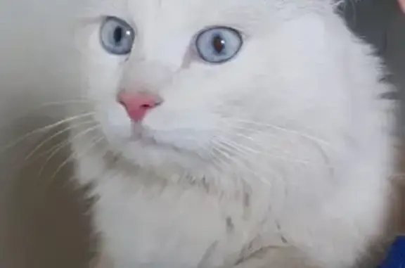Найден кот на ул. Славы 31 в Сыктывкаре