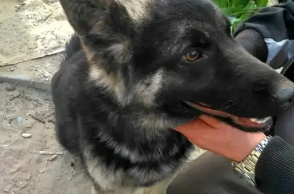 Собака найдена на улице Красных Партизан