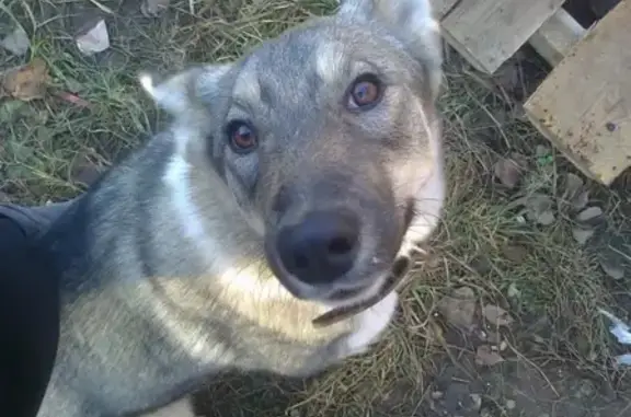Пропала собака в Киреевске, ул. Олемского, 20.04.19
