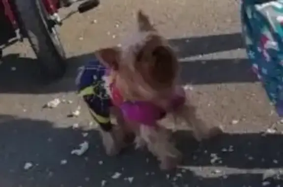 Пропала собака в Нижнем Тагиле, вознаграждение!