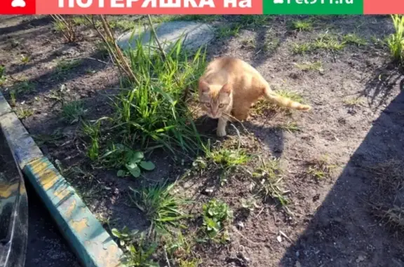 Найден рыжий кот на ул. Винокурова
