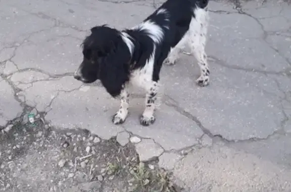 Найдена собака в Самаре, ищем хозяина!