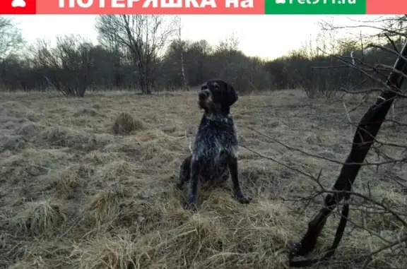 Пропала собака в районе Свёклино-Рублёво, Псков.