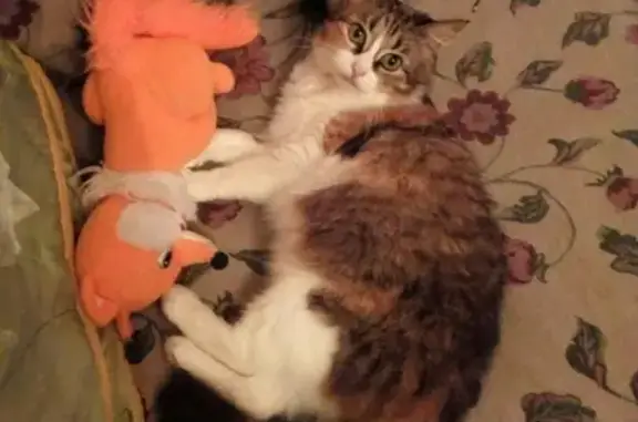 Кошки потеряшки, Смоленск, фото: Потеряшка кошка в Смоленске, адрес - Королевка 7