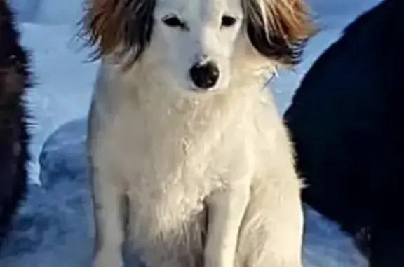 Собаки потеряшки, Ванеево, фото: Потеряшка собака в деревне Ванеево, зовут Жужа (Вологодская обл.)
