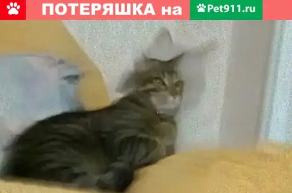 Кошки потеряшки, Воргашор, фото: Потеряшка кот Вася на Энтузиастов 15/2!