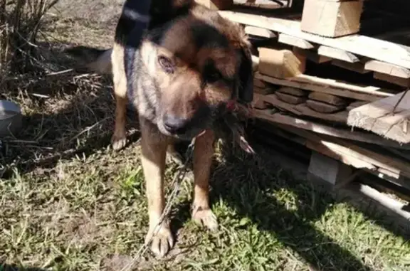 Найдена собака в ТОСНЕНСКОМ РАЙОНЕ, д. Трубников бор