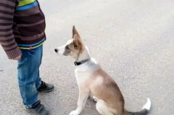 Найдена собака в Олимпийской деревне Кабицыно