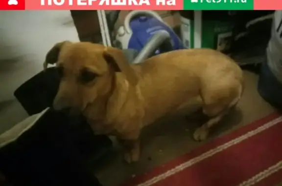 Найдена собака в ЖК Западная резиденция, ищем хозяина!