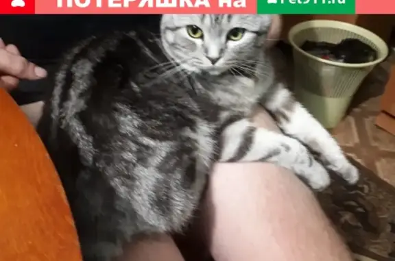 Пропал кот Боня в Николаевске, ошейник с оранжевой прошивкой.