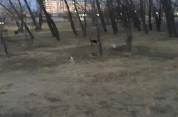 Пропала собака Рой в Минусинске