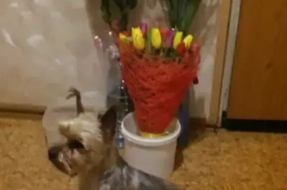 Собаки потеряшки, Москва, фото: Потеряшка собака Жорик в парке Битца, Москва