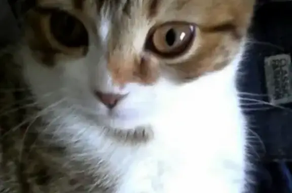 Кошки потеряшки, Мглин, фото: Потеряшка кот в С.Шумарово, Брянская область