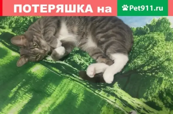 Пропала кошка на Ленина 44, Красногорск.