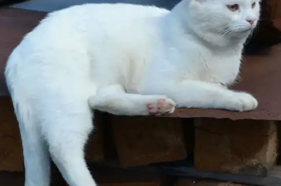 Пропал белый кот в Легино, вознаграждение за находку.