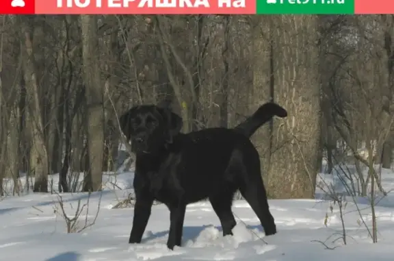 Пропала собака Рада в Нововоронеже