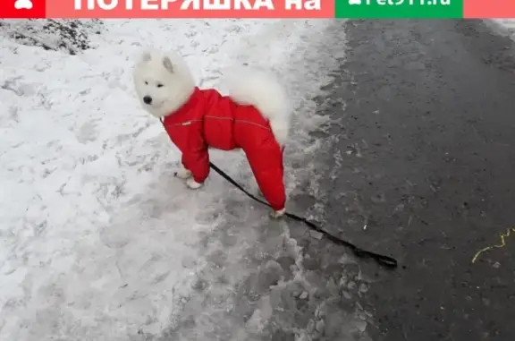 Пропала собака на улице Ватутина 48