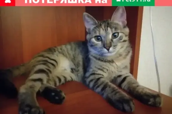 Пропала кошка на ул. Стройкова, д. 30, кличка 