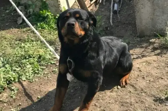 Найдена собака в районе Ямской