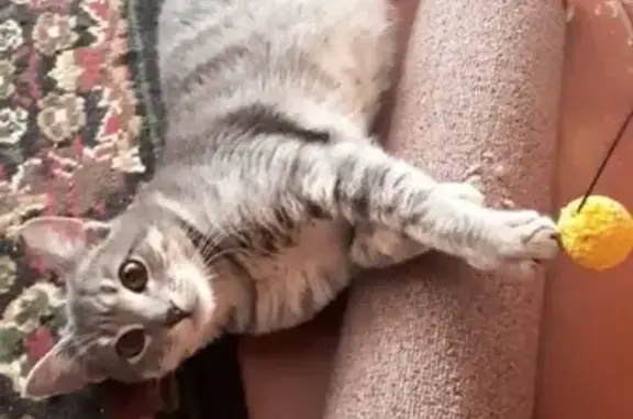 Кошки потеряшки, Смоленск, фото: Потеряшка кошка на ул. Николаева, д. 65