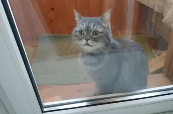 Объявления о пропавших и найденных животных, Тольятти, фото: Пропал кот Кузя, Горького 44, Тольятти.