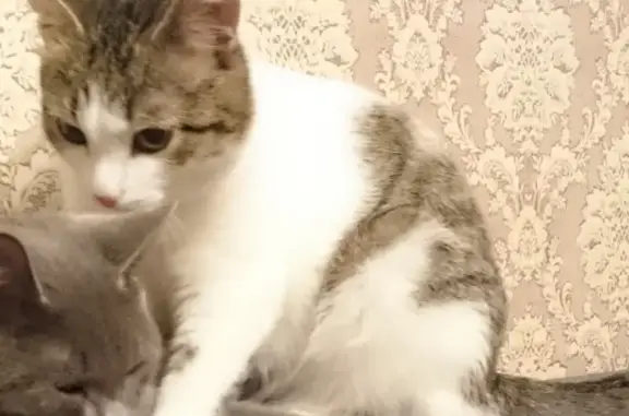 Потерянные животные Ижевск, фото: Пропал кот, Красногеройская 65, вознаграждение.