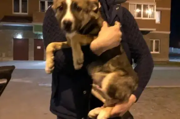 Найден щенок в Колпино, СПб - ищем хозяина